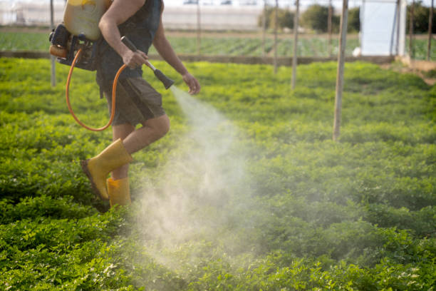 Best Affordable Pest Control Services  in Beaumont, CA